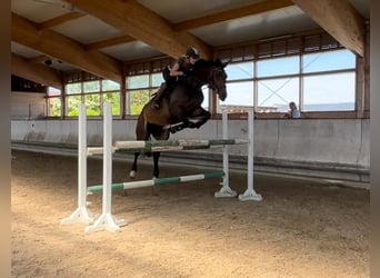 Oldenbourg, Jument, 8 Ans, 168 cm, Bai brun