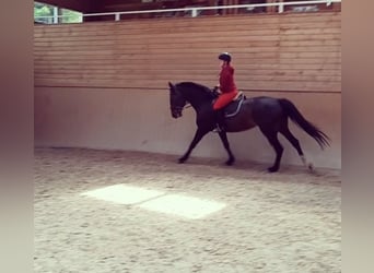 Oldenbourg, Jument, 8 Ans, 168 cm, Bai brun