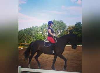 Oldenbourg, Jument, 8 Ans, 168 cm, Bai brun