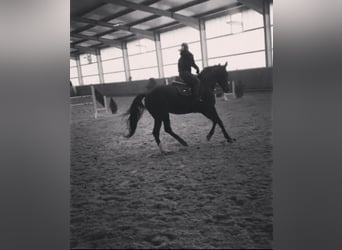 Oldenbourg, Jument, 8 Ans, 168 cm, Bai brun