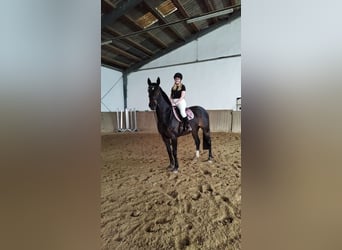 Oldenbourg, Jument, 8 Ans, 168 cm, Bai brun