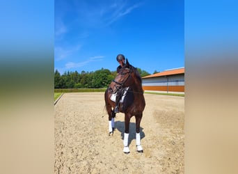 Oldenbourg, Jument, 8 Ans, 168 cm, Bai brun foncé