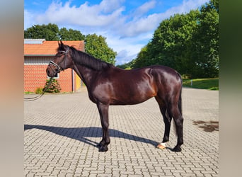 Oldenbourg, Jument, 8 Ans, 168 cm, Bai brun foncé