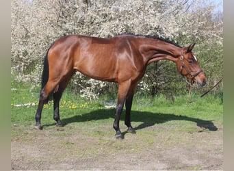 Oldenbourg, Jument, 8 Ans, 168 cm, Bai
