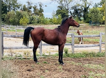 Oldenbourg, Jument, 8 Ans, 168 cm, Bai