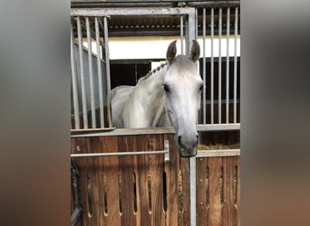 Oldenbourg, Jument, 8 Ans, 168 cm, Gris