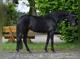 Oldenbourg, Jument, 8 Ans, 168 cm, Noir