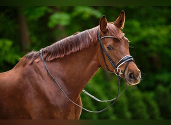 Oldenbourg, Jument, 8 Ans, 170 cm, Alezan brûlé