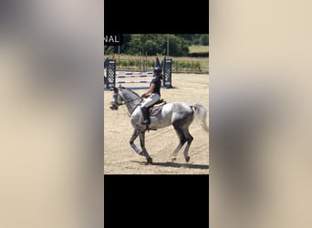 Oldenbourg, Jument, 8 Ans, 170 cm, Gris