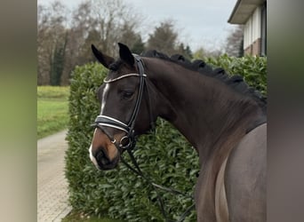 Oldenbourg, Jument, 8 Ans, 171 cm, Bai brun