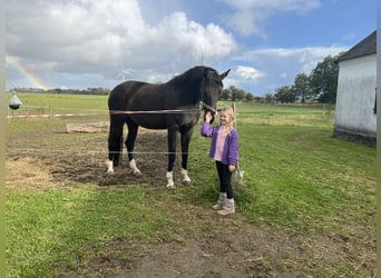 Oldenbourg, Jument, 8 Ans, 171 cm, Bai brun