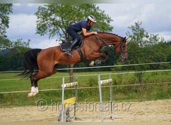 Oldenbourg, Jument, 8 Ans, 171 cm, Bai