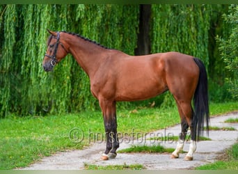 Oldenbourg, Jument, 8 Ans, 171 cm, Bai