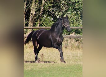 Oldenbourg, Jument, 8 Ans, 171 cm, Noir