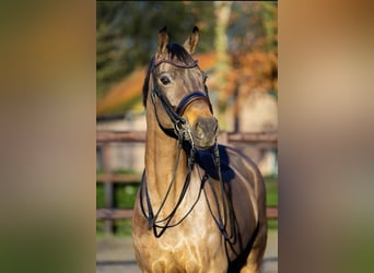 Oldenbourg, Jument, 8 Ans, 172 cm, Bai brun