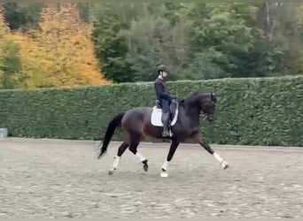 Oldenbourg, Jument, 8 Ans, 172 cm, Bai brun