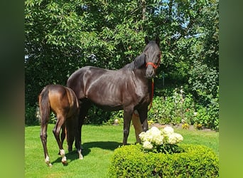 Oldenbourg, Jument, 8 Ans, 172 cm, Bai brun foncé