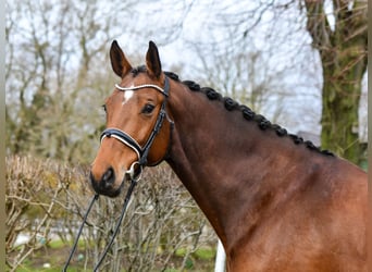 Oldenbourg, Jument, 8 Ans, 172 cm, Bai
