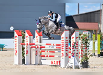 Oldenbourg, Jument, 8 Ans, 172 cm, Gris
