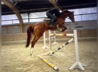 Oldenbourg, Jument, 8 Ans, 173 cm, Alezan