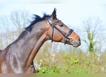 Oldenbourg, Jument, 8 Ans, 174 cm, Bai brun foncé