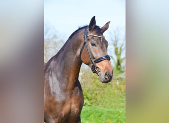 Oldenbourg, Jument, 8 Ans, 174 cm, Bai brun foncé