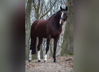 Oldenbourg, Jument, 8 Ans, 175 cm, Bai