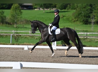 Oldenbourg, Jument, 8 Ans, 175 cm, Rabicano