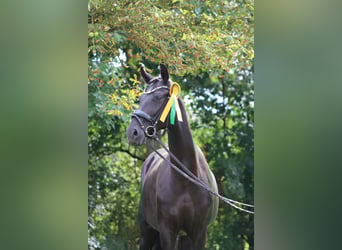 Oldenbourg, Jument, 8 Ans, 178 cm, Noir