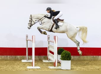 Oldenbourg, Jument, 8 Ans, 179 cm, Gris