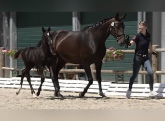 Oldenbourg, Jument, 8 Ans, Bai brun