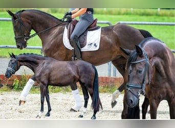 Oldenbourg, Jument, 8 Ans