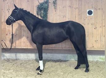 Oldenbourg, Jument, 9 Ans, 160 cm, Noir