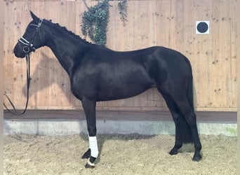 Oldenbourg, Jument, 9 Ans, 160 cm, Noir