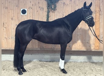 Oldenbourg, Jument, 9 Ans, 160 cm, Noir