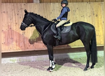 Oldenbourg, Jument, 9 Ans, 160 cm, Noir