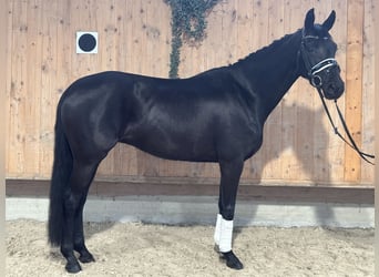 Oldenbourg, Jument, 9 Ans, 160 cm, Noir