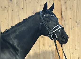 Oldenbourg, Jument, 9 Ans, 160 cm, Noir