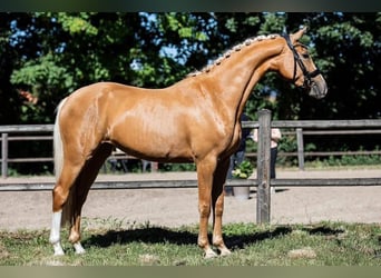 Oldenbourg, Jument, 9 Ans, 160 cm, Palomino