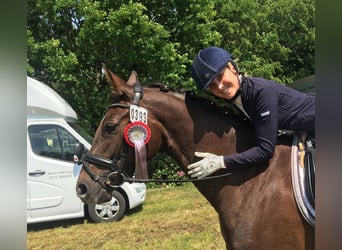 Oldenbourg, Jument, 9 Ans, 162 cm, Alezan brûlé