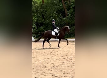 Oldenbourg, Jument, 9 Ans, 162 cm, Alezan brûlé