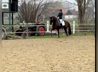 Oldenbourg, Jument, 9 Ans, 162 cm, Alezan brûlé