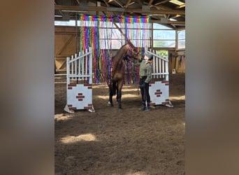 Oldenbourg, Jument, 9 Ans, 162 cm, Bai