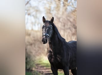 Oldenbourg, Jument, 9 Ans, 162 cm, Noir