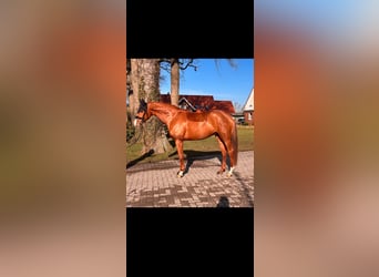 Oldenbourg, Jument, 9 Ans, 163 cm, Alezan