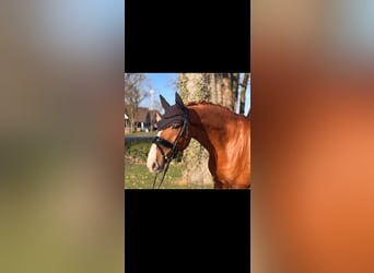 Oldenbourg, Jument, 9 Ans, 163 cm, Alezan