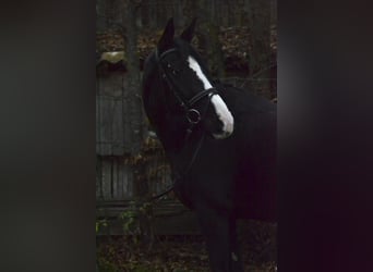 Oldenbourg, Jument, 9 Ans, 163 cm, Noir