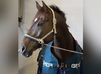 Oldenbourg, Jument, 9 Ans, 164 cm, Alezan