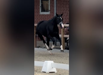 Oldenbourg, Jument, 9 Ans, 165 cm, Noir