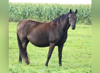 Oldenbourg, Jument, 9 Ans, 165 cm, Noir